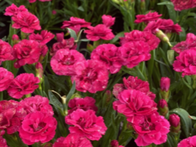 Dianthus